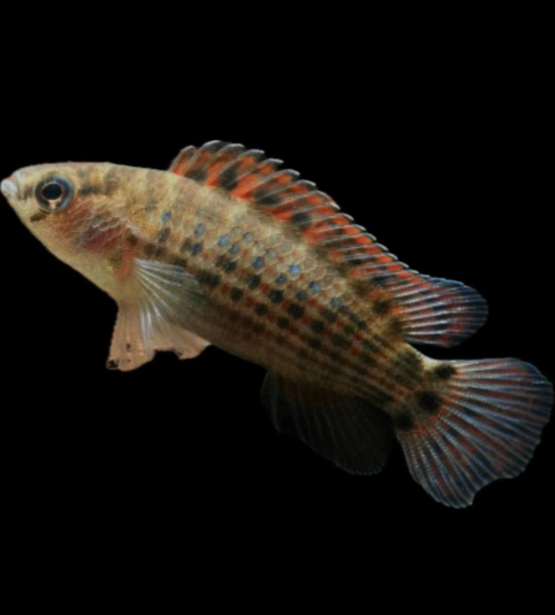 Swamp Badis. “Badis laspiophilus”