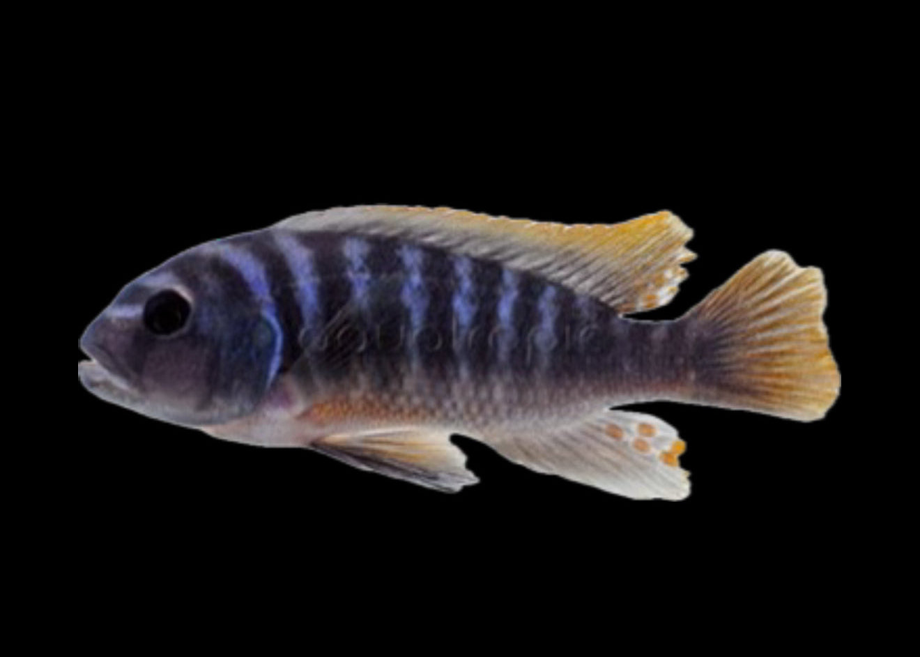 Avanti yellow tail zebra