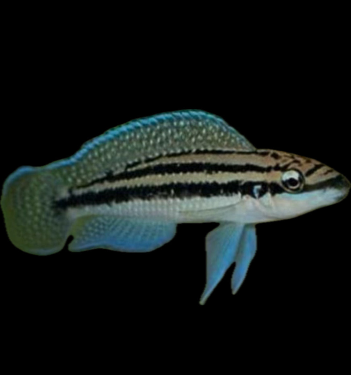 Julidochromis dickfeldi