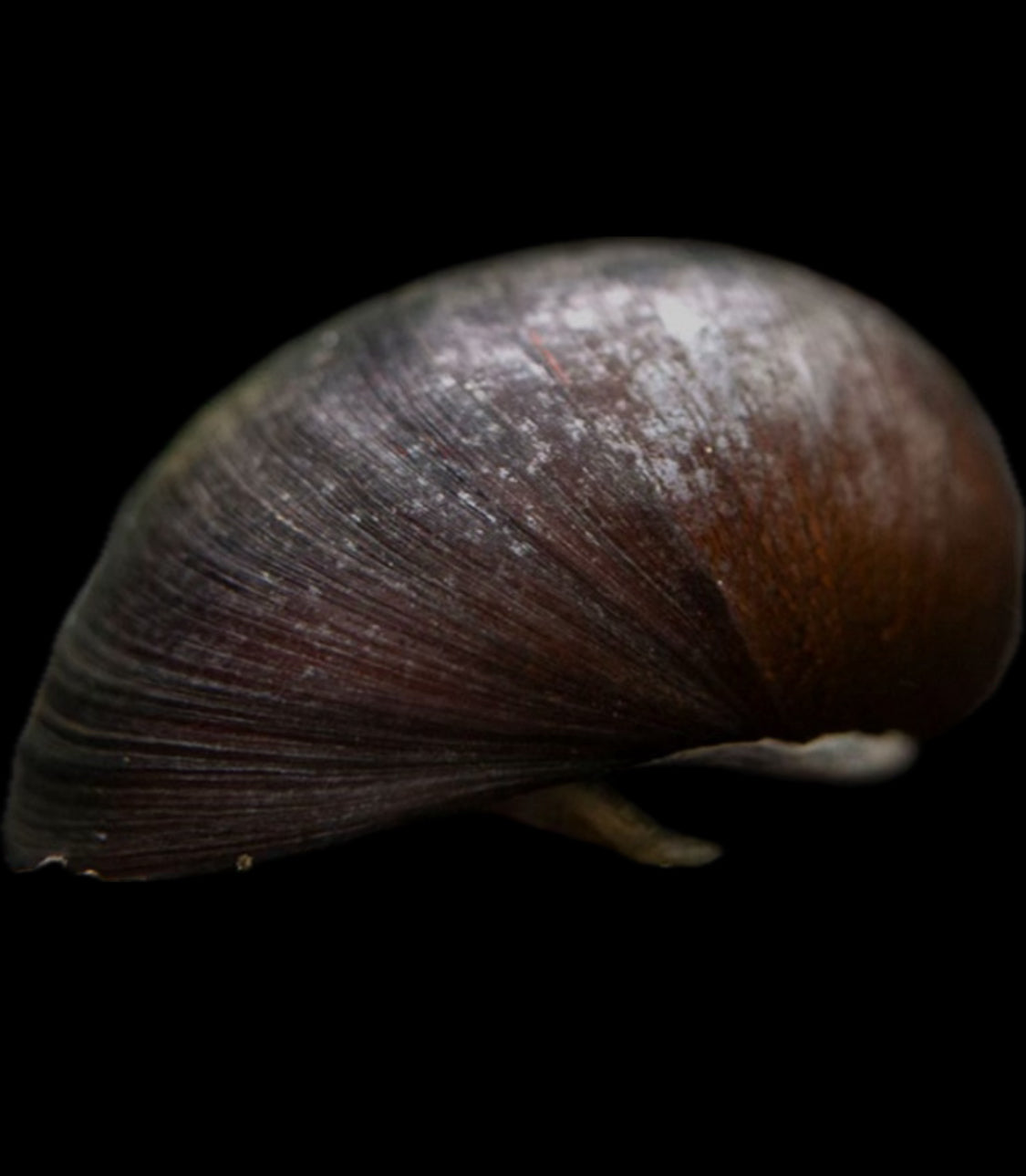 Black racer Nerite
