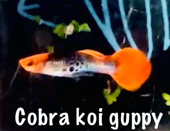 Cobra koi