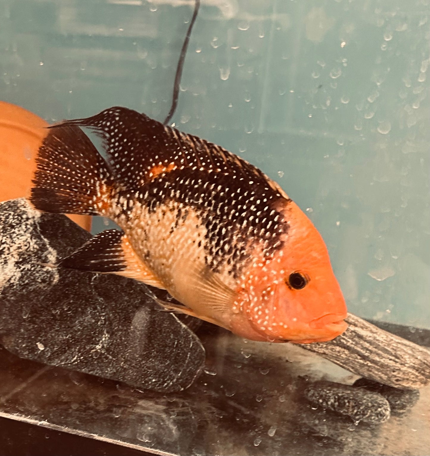 True red Texas “Herichthys sp.”