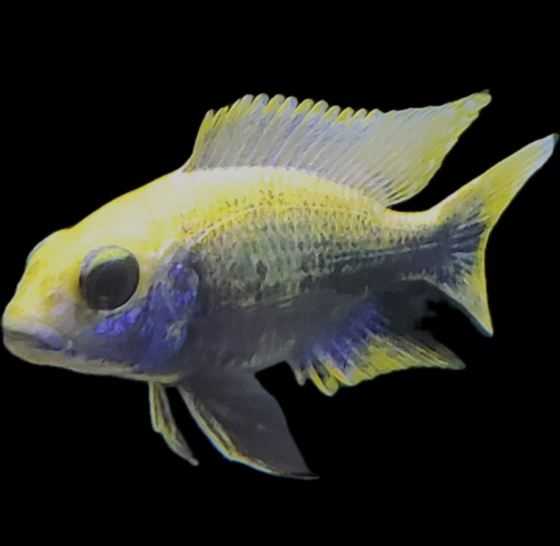 Otopharynx lithobates “yellow blaze, German line” (unsexed juvenile)