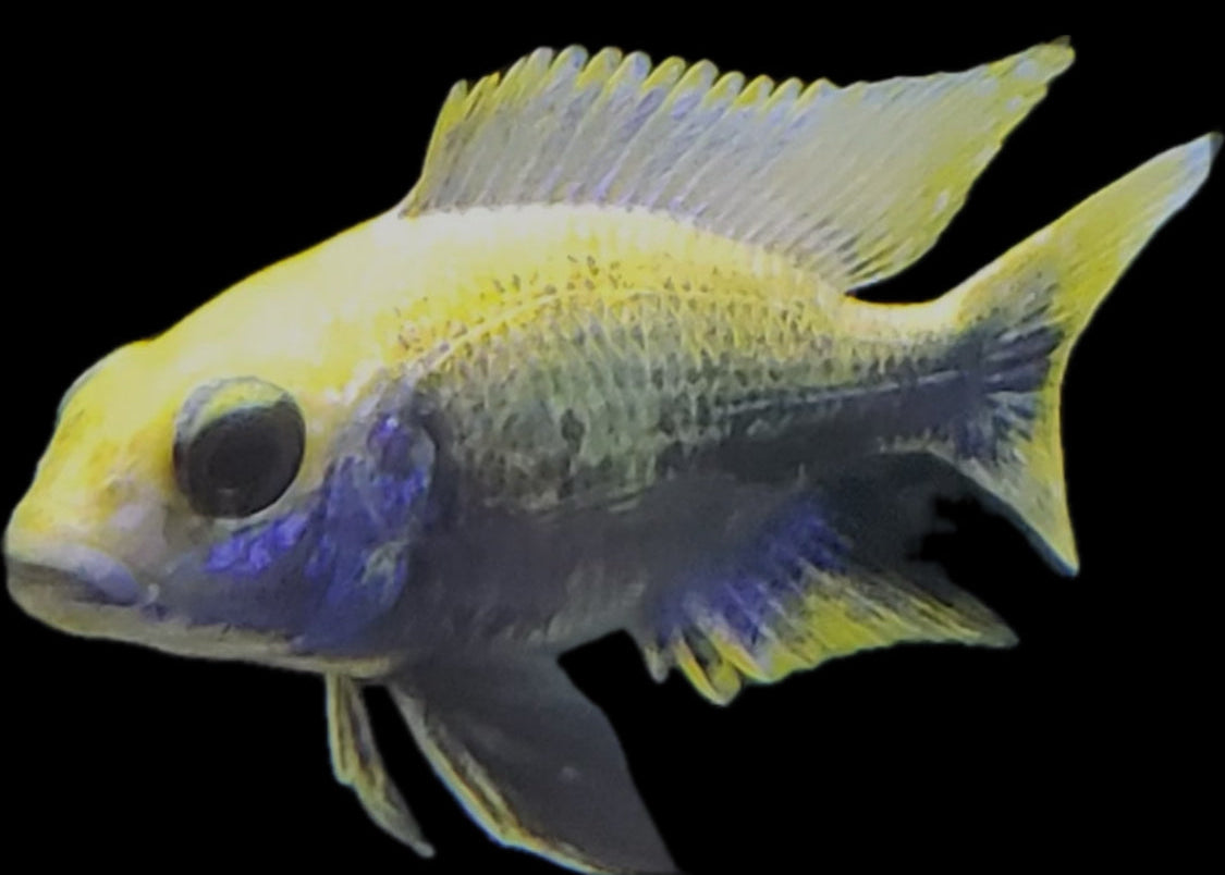 Otopharynx lithobates “yellow blaze, German line” (unsexed juvenile)