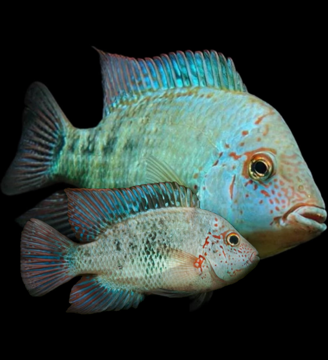 Herichthys deppii “Nautla cichlid” THE EVOLVED FISH
