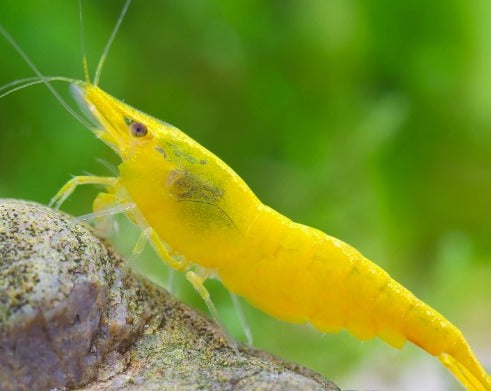 SS Grade 24k Yellow Shrimp