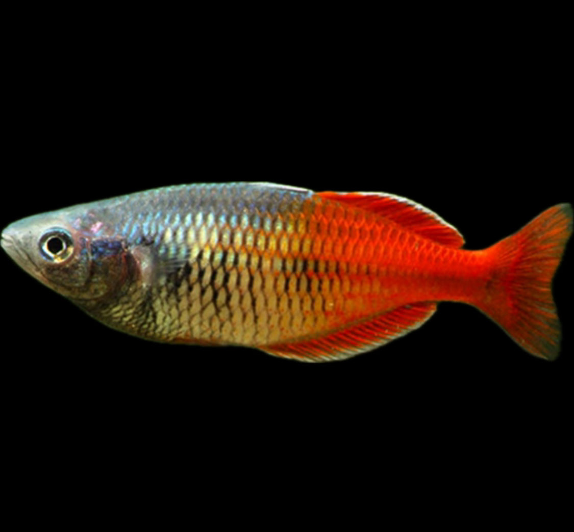 Melanotaenia boesemani Red “Lake Aytinjo”