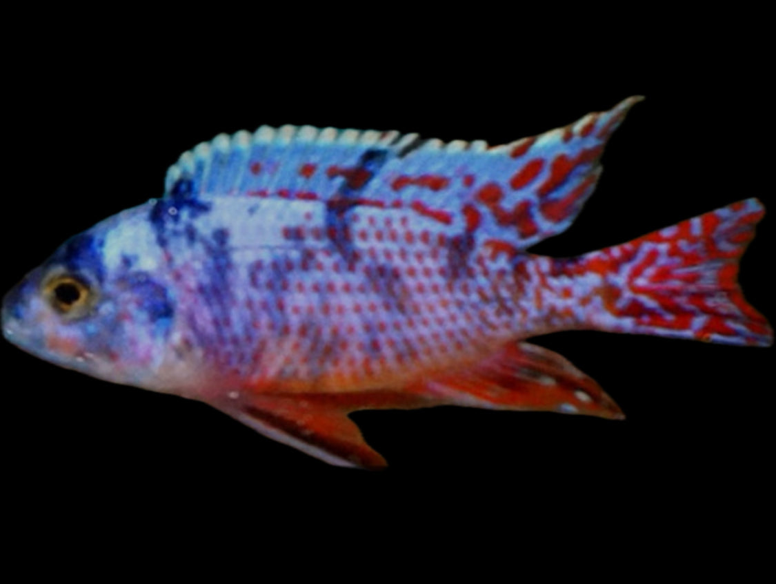 Protomelas similis “red empress” “ob” (M)