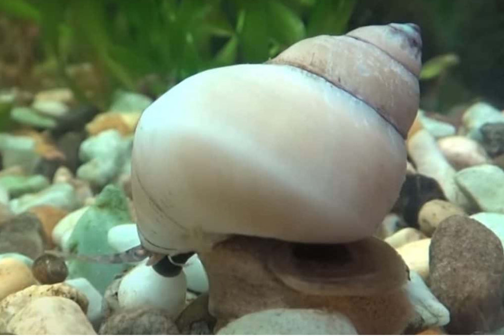 White wizard trapdoor snail