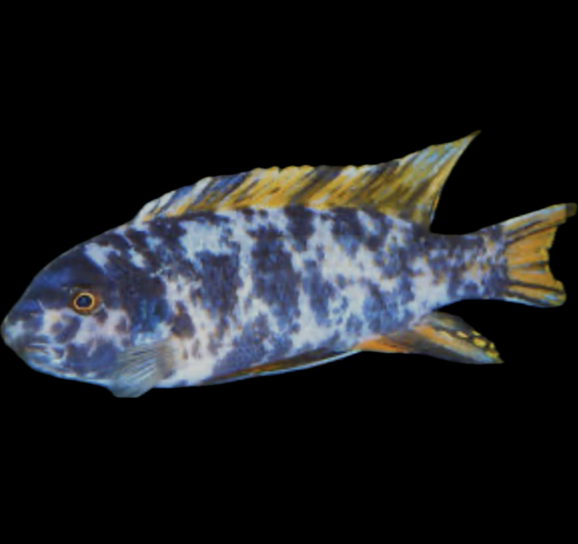Labeotropheus fuelleborni
“ob”