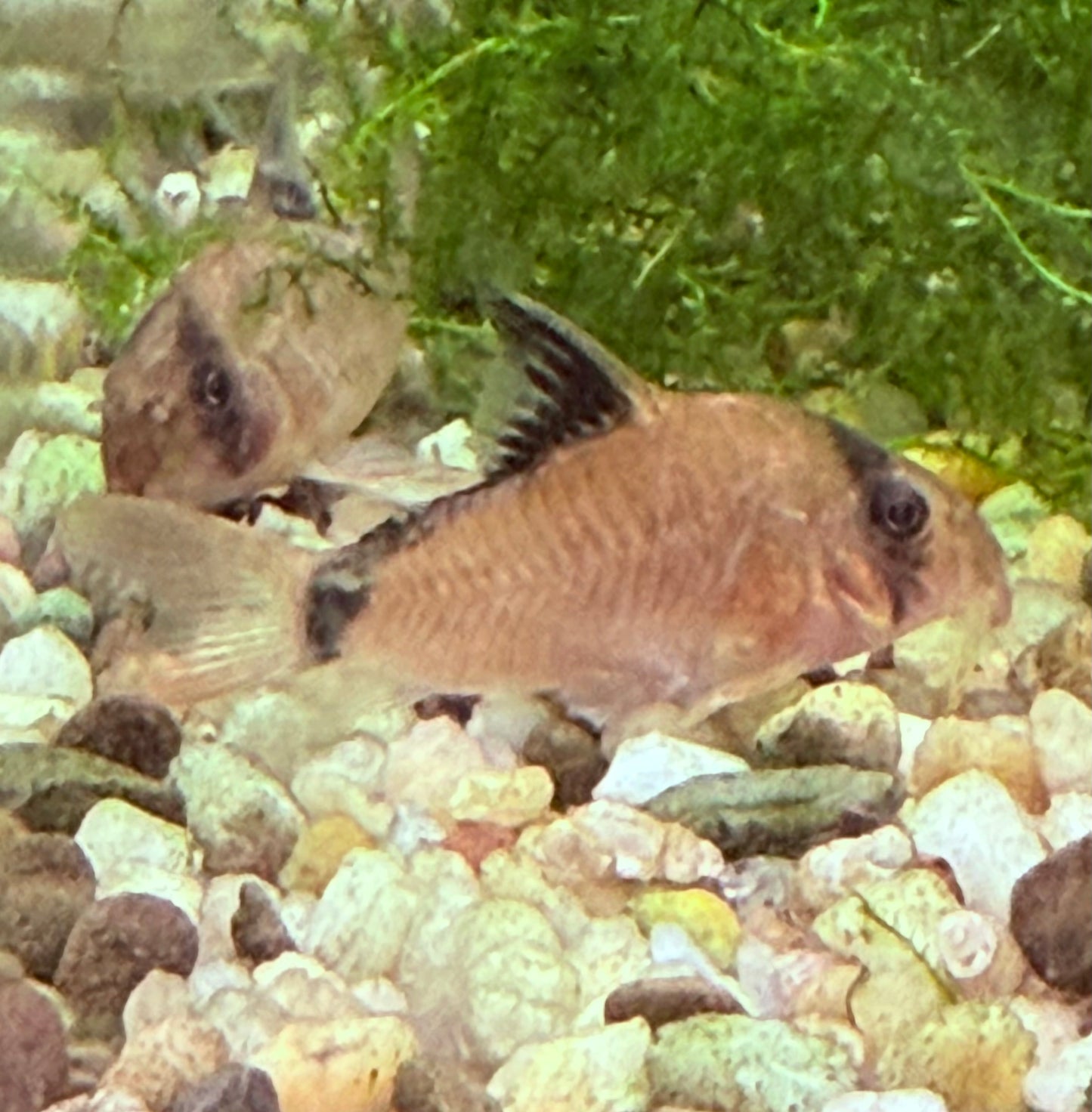 Bandit Cory