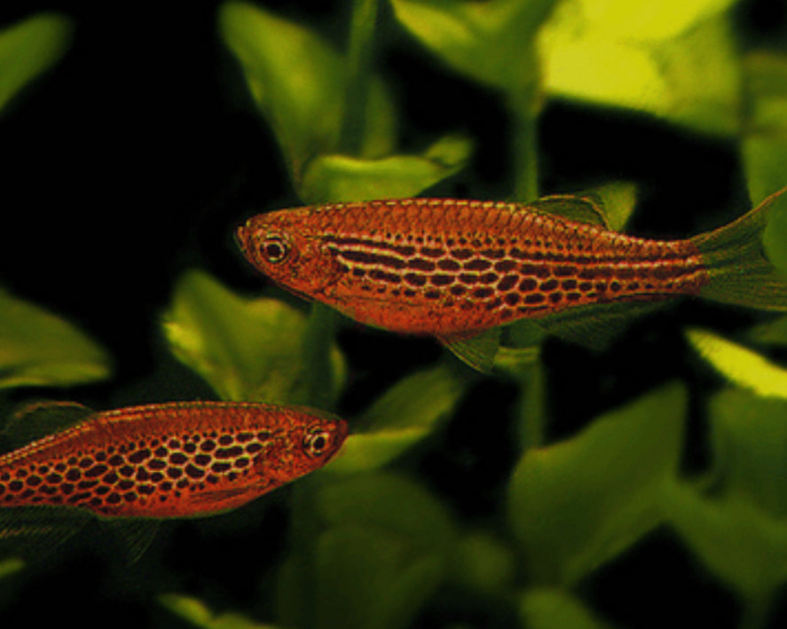 “Fire Ring Danio” Brachydanio kyathit