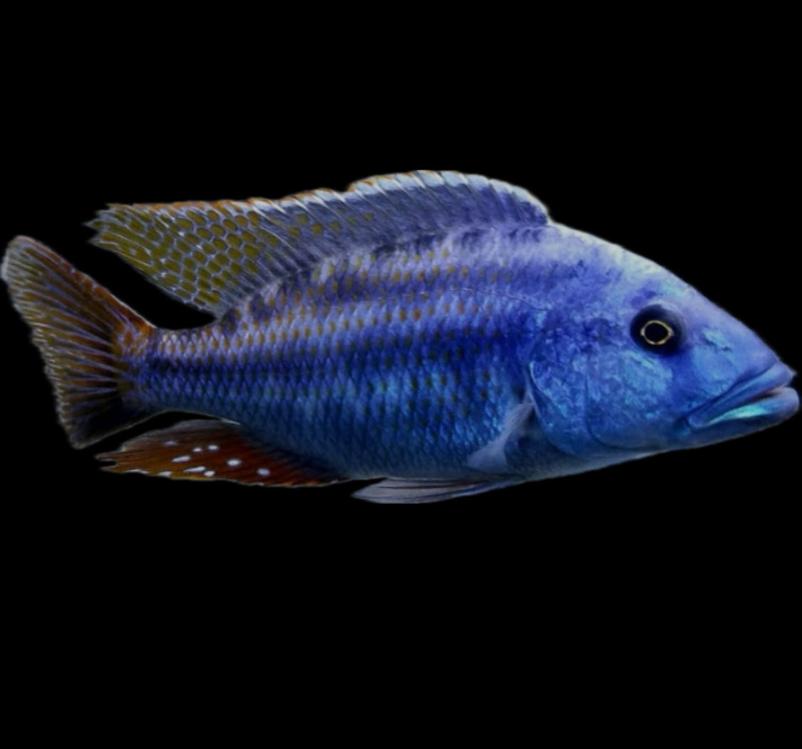 Tyrannochromis nigriventer