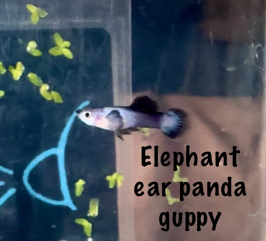 Elephant ear Panda