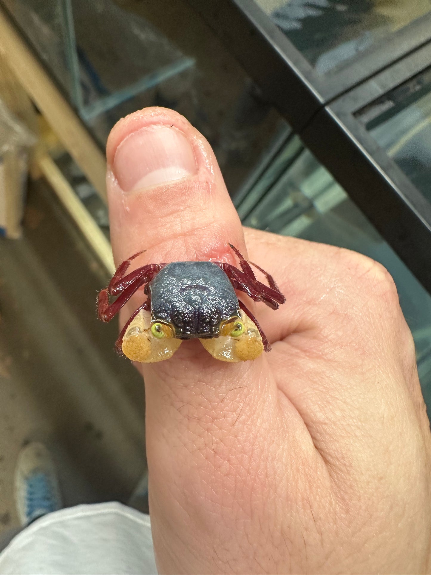 White claw mandarin vampire crab