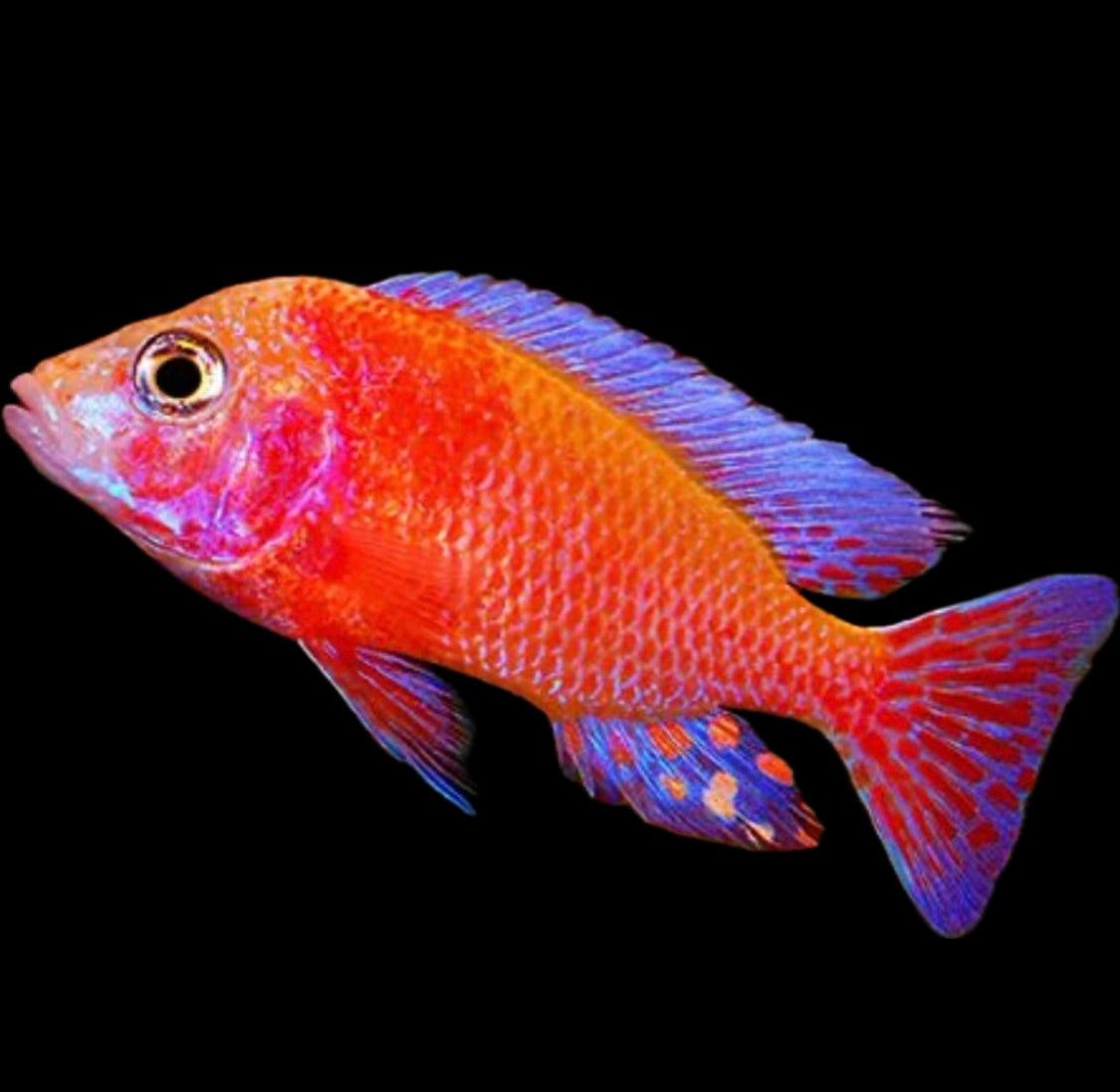 Aulonocara sp. “strawberry”