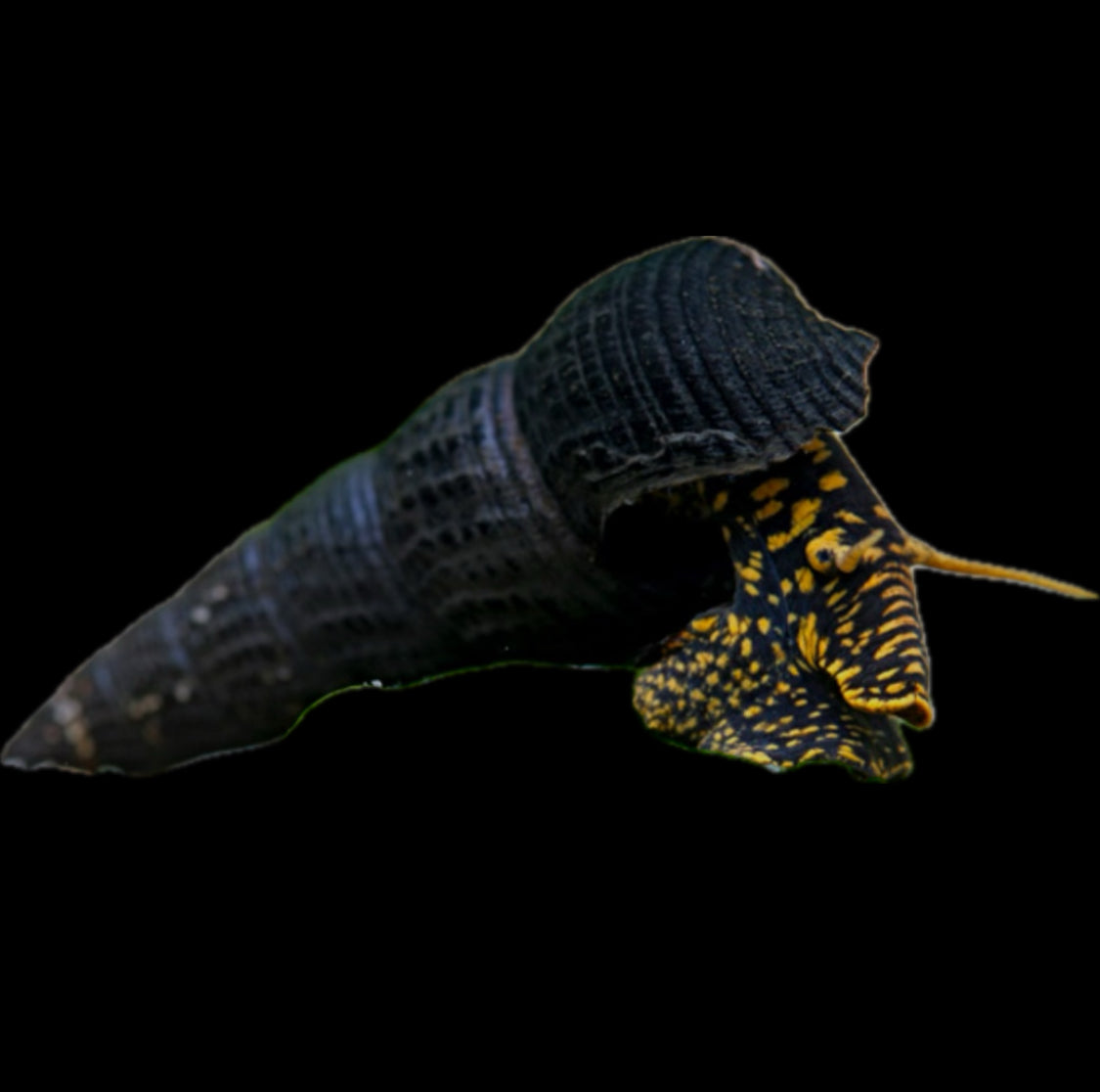 Yellow spotted rabbit snail