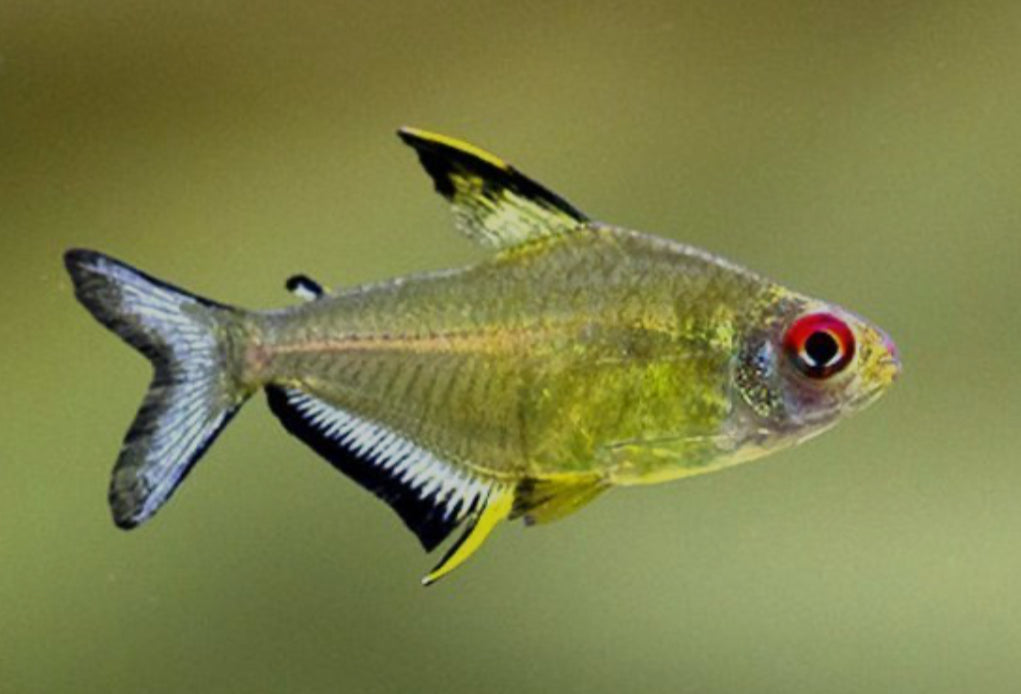 Lemon tetra