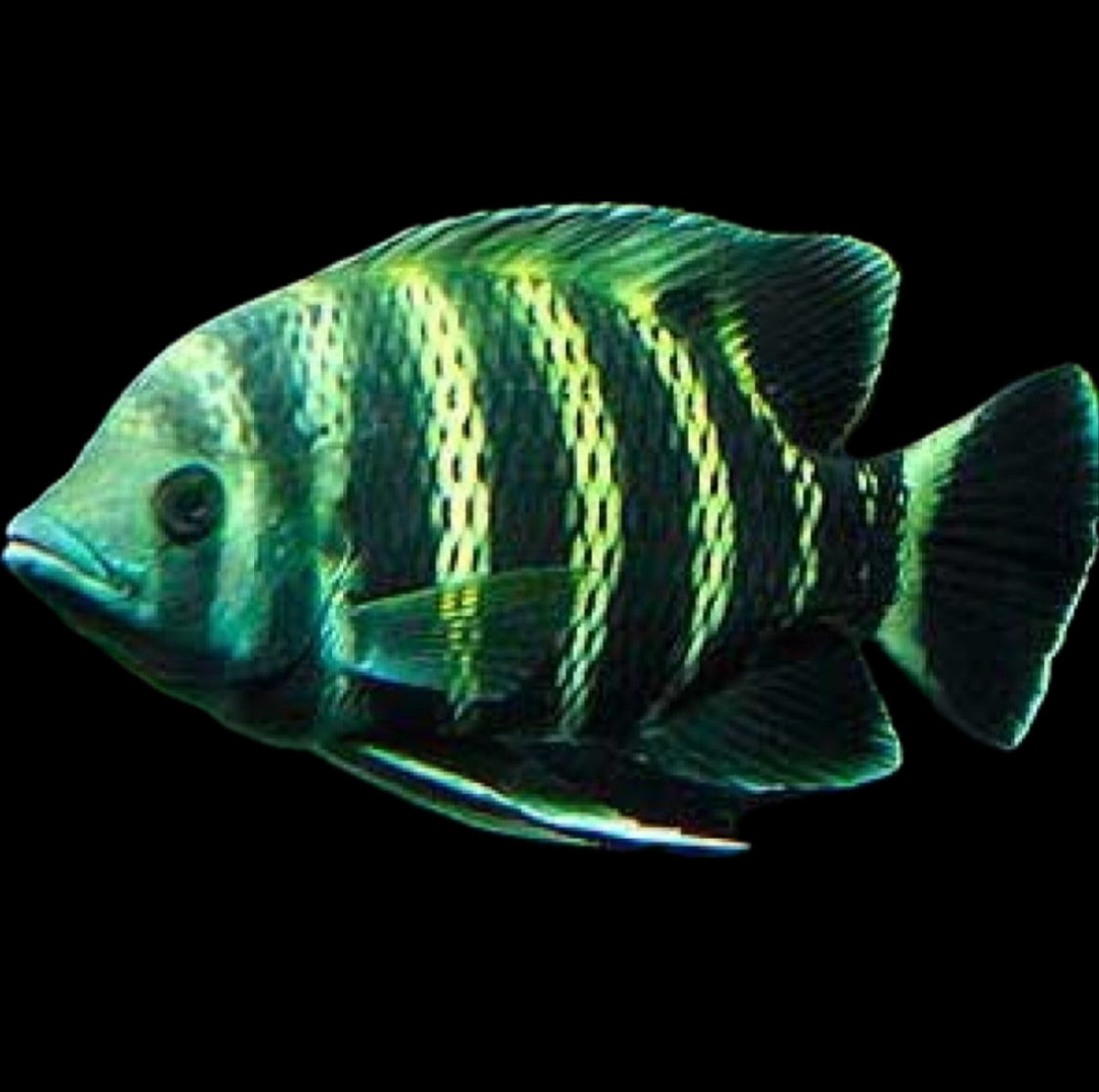 Heterotilapia buttikoferi “zebra tilapia”