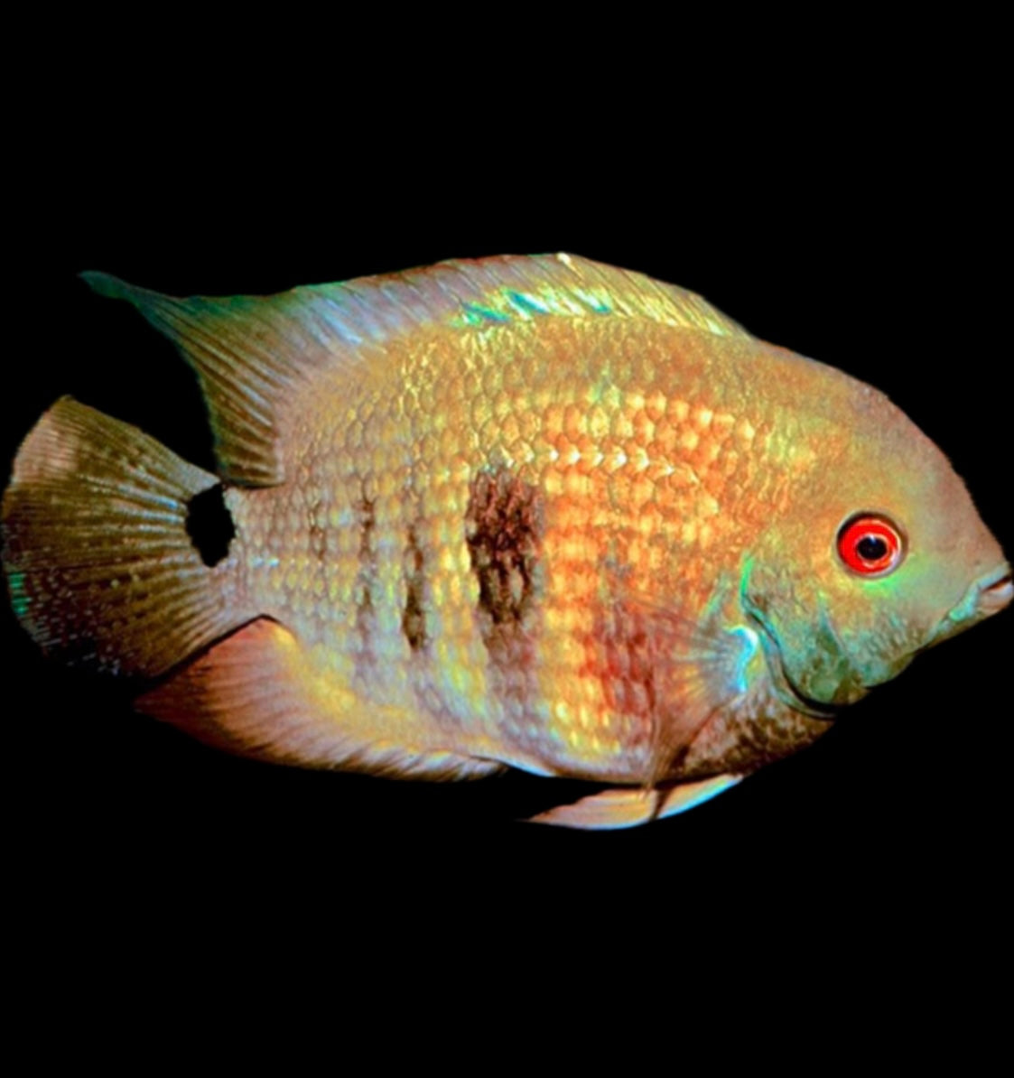 Heroina isonycterina “Bujurqui”