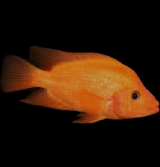 Amphilophus labiatus “Red Devil”