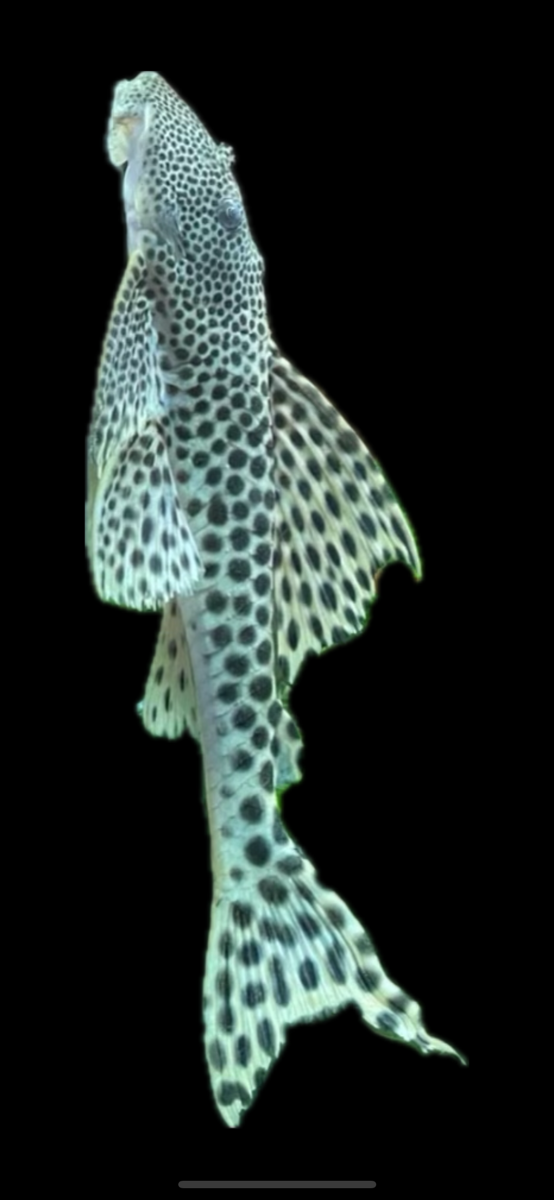 Para pleco L075 (Peckoltia sabaji)