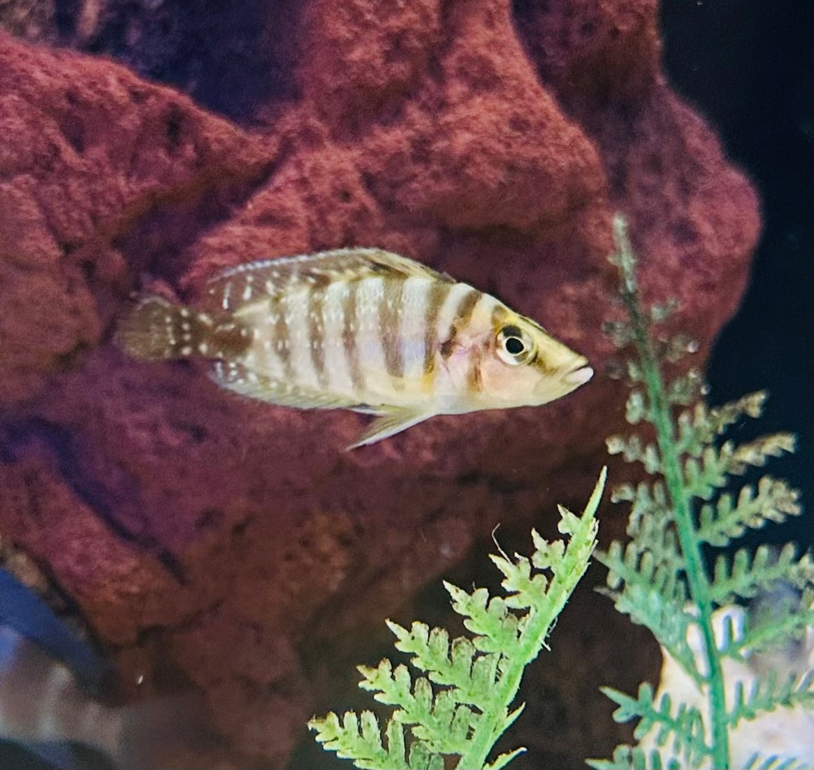 Altolamprologus Calvus “yellow”
