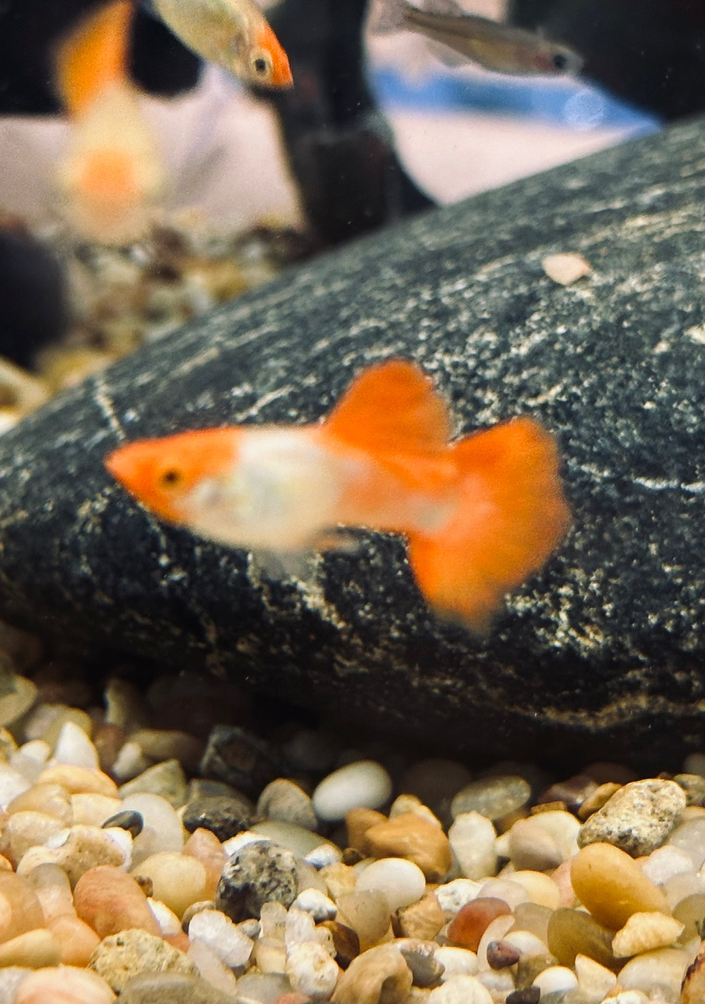 Miracle koi red