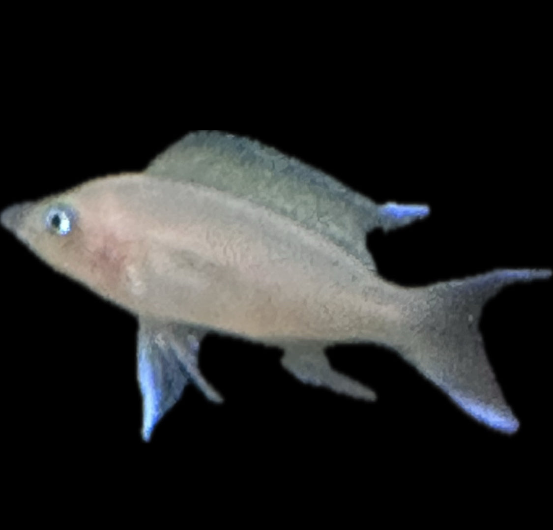 Neolamprologus marunguensis “blue tipped”