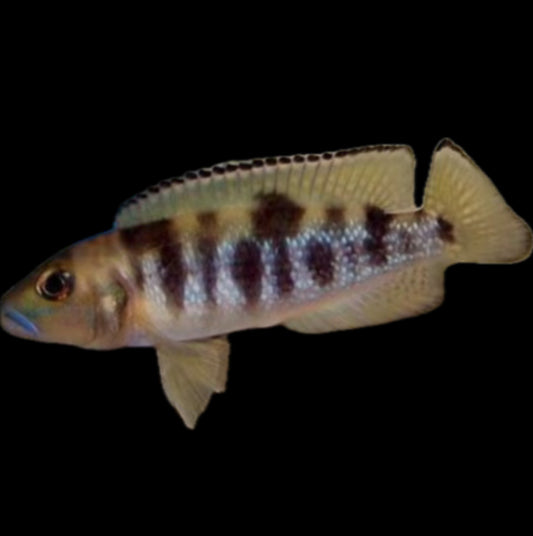 Lepidiolamprologus hecqui