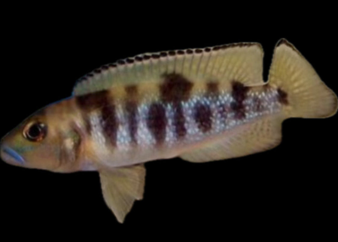 Lepidiolamprologus hecqui