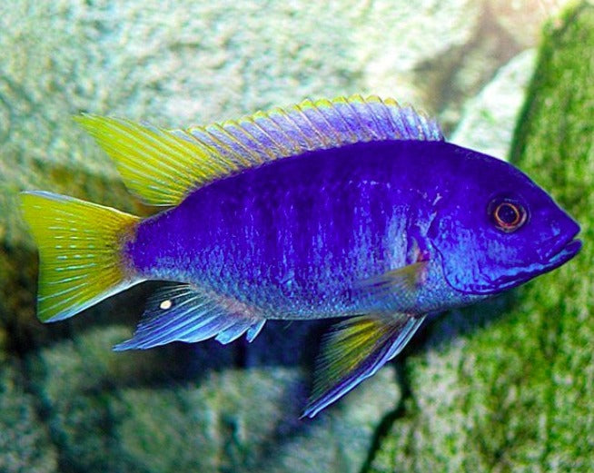Psuedotropheus "Acei Yellow Tail"