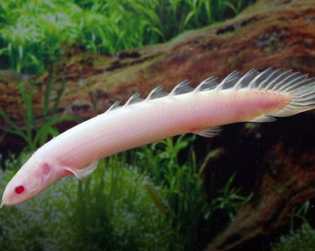 Albino Senegal Bichir