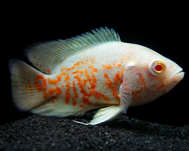 Astronotus Ocellatus "Albino Tiger Oscar"