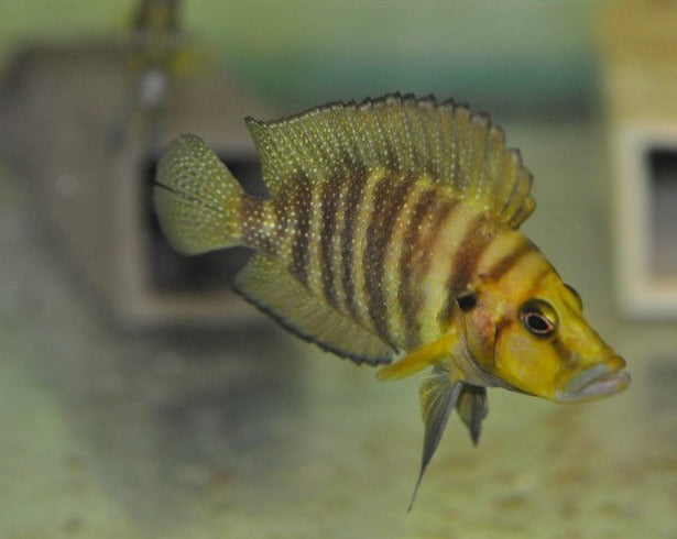 Altolamprologus Compressiceps "Chaitika Gold"