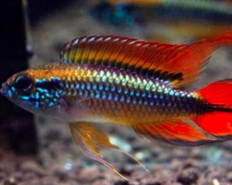Apistogramma Agassizii "Double Red"