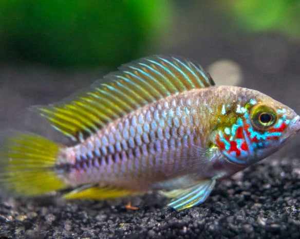 Apistogramma Borellii "blue”