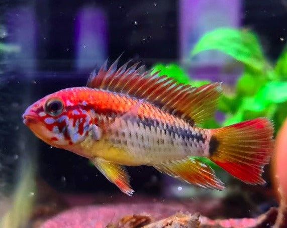 Apistogramma Macmasteri "Red Neck"