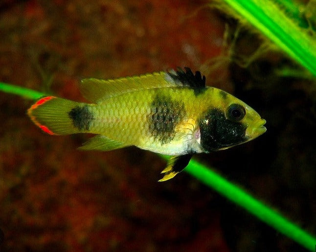 Apistogramma Nijsseni "Panda"