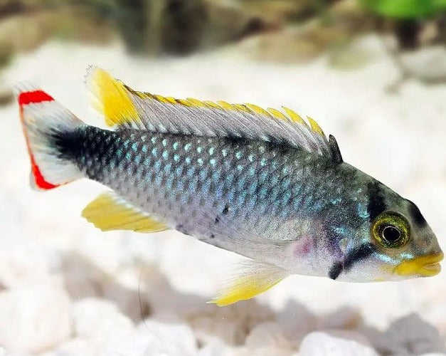 Apistogramma Panduro