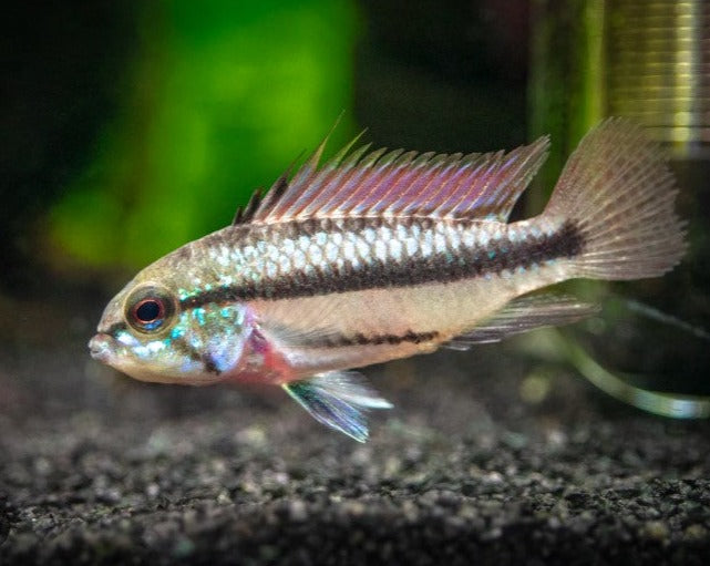 Apistogramma Trifasciata "Three Striped"