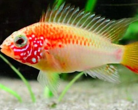 Apistogramma Macmasteri "Red Neck Gold Form"