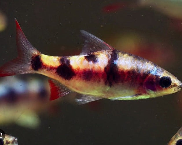 Arulius Barb