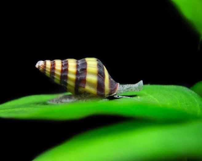 Assassin Snail