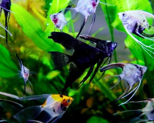 Assorted Angelfish