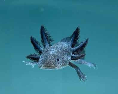Axanthic GFP Axolotl – THE EVOLVED FISH