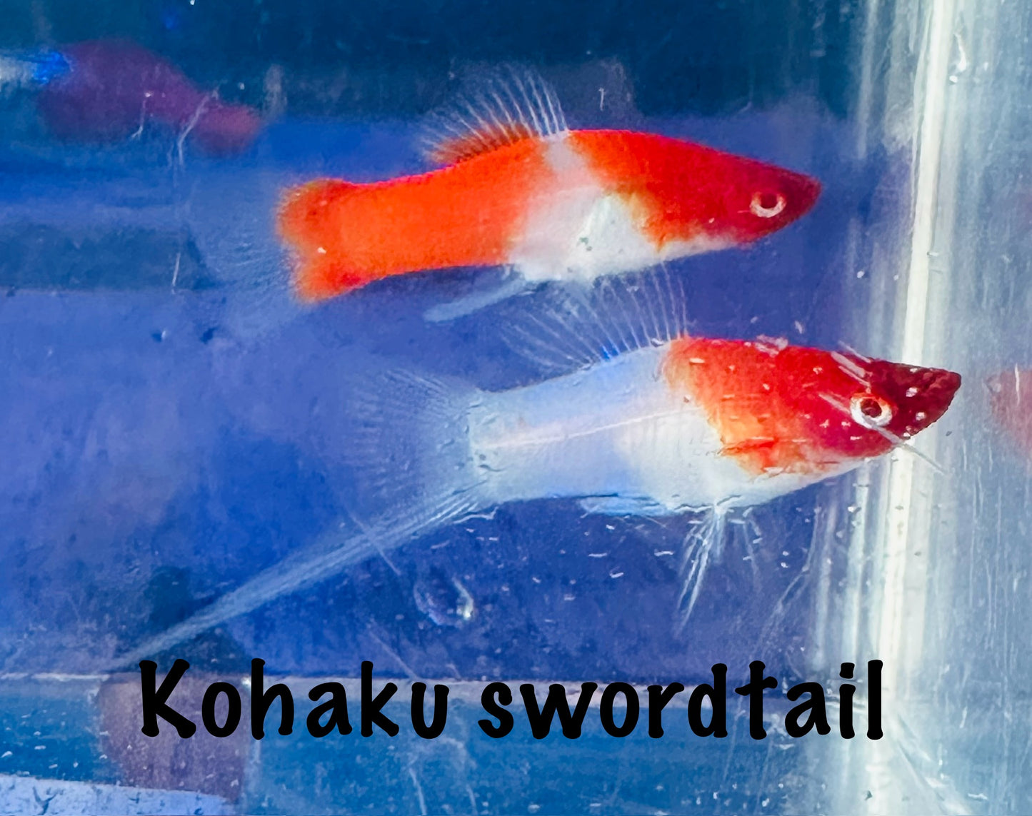 Kohaku swordtail