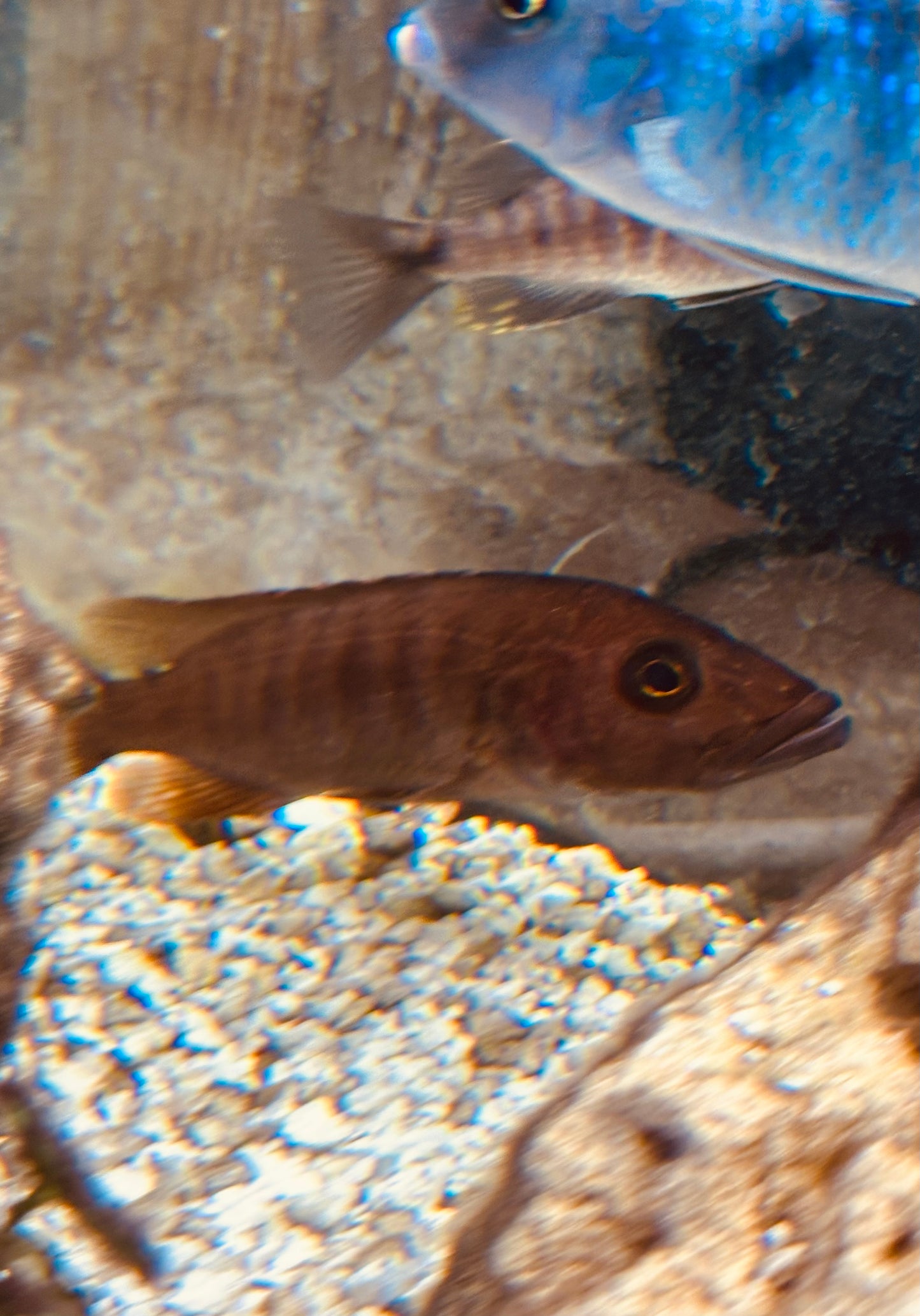 Stigmatochromis modestus “Modestus Red”