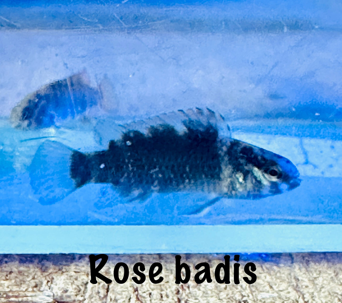 Rose badis