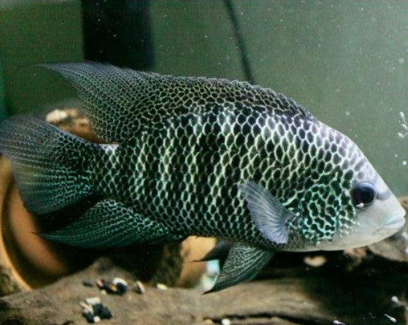 Cichlasoma Beani "Green Guapote"